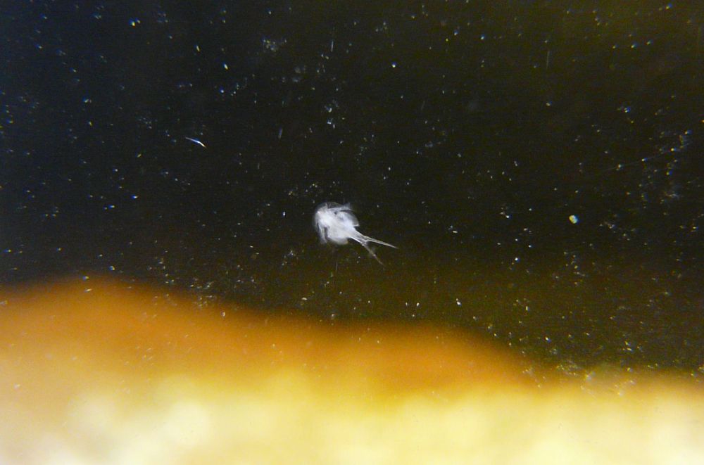 mieux-conna-tre-les-triops